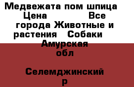 Медвежата пом шпица › Цена ­ 40 000 - Все города Животные и растения » Собаки   . Амурская обл.,Селемджинский р-н